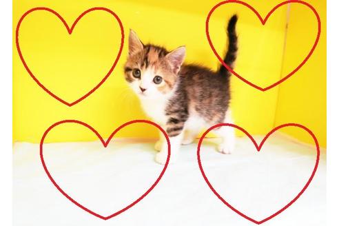 成約済の東京都のマンチカン-11603の2枚目