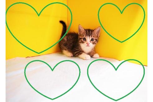 成約済の東京都のマンチカン-11604の2枚目