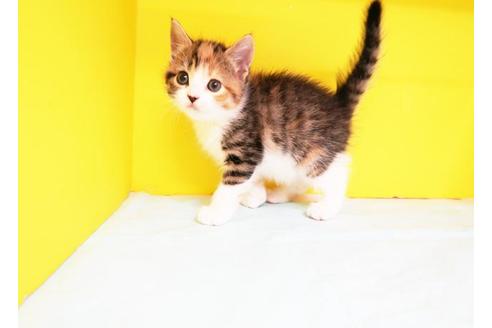 成約済の東京都のマンチカン-11604の1枚目