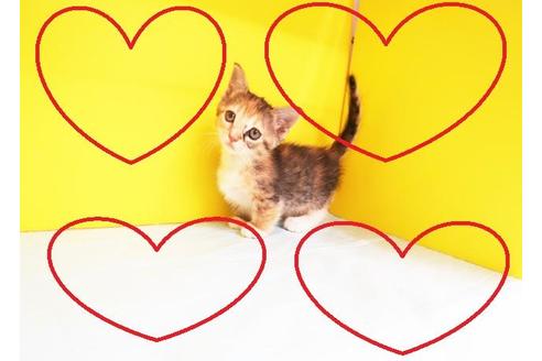 成約済の東京都のマンチカン-11605の2枚目