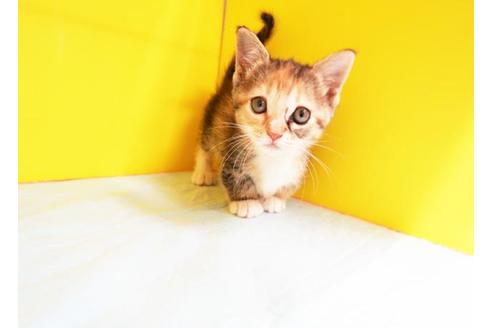 成約済の東京都のマンチカン-11605の1枚目