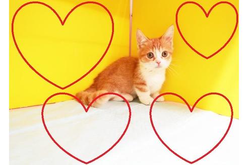 成約済の東京都のマンチカン-11606の2枚目