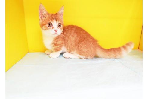 成約済の東京都のマンチカン-11606の1枚目