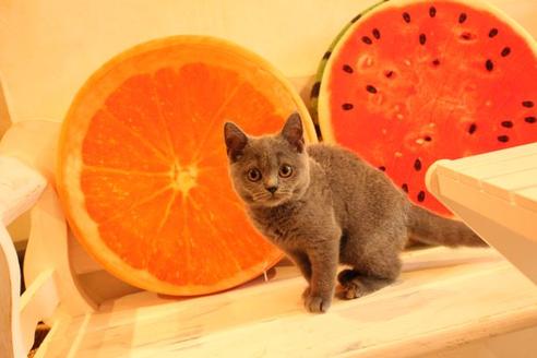 成約済の大阪府のブリティッシュショートヘア-10182の3枚目