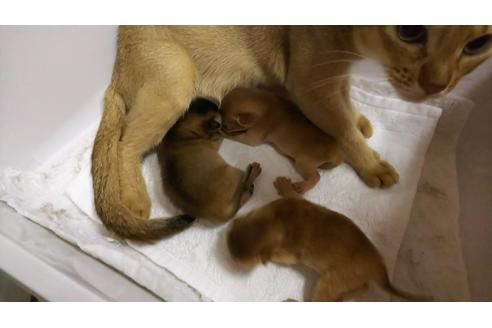 成約済の愛知県のアビシニアン-11643の1枚目