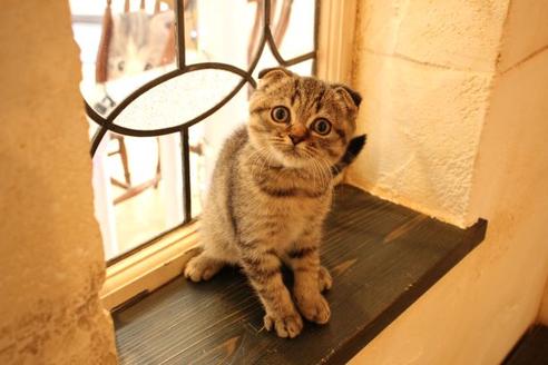 成約済の大阪府のスコティッシュフォールド-10801の1枚目