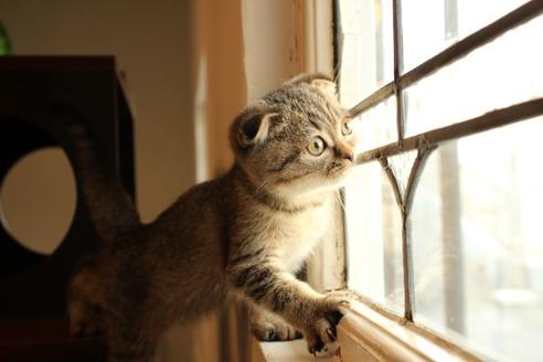 成約済の大阪府のスコティッシュフォールド-10801の3枚目