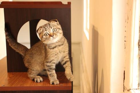 成約済の大阪府のスコティッシュフォールド-10801の2枚目