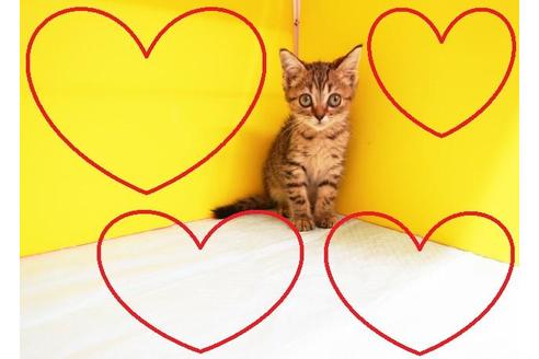 成約済の東京都のマンチカン-11667の2枚目