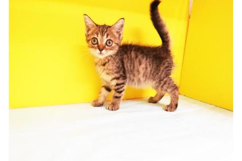 成約済の東京都のマンチカン-11667の1枚目