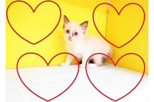 成約済の東京都のラグドール-11668の2枚目