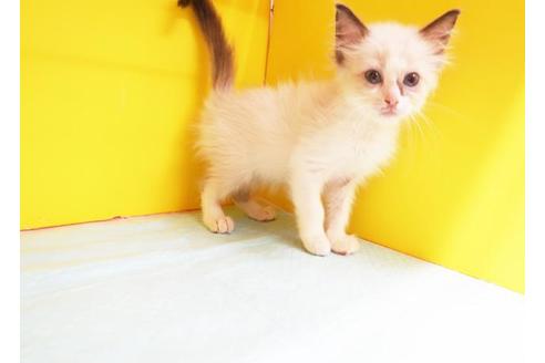 成約済の東京都のラグドール-11668の1枚目