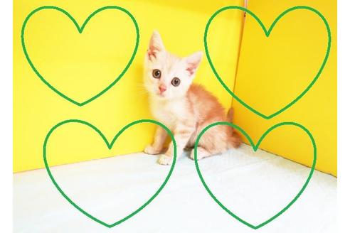 成約済の東京都のアメリカンショートヘア-11669の2枚目