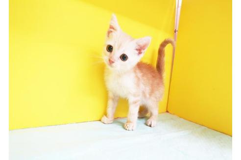 成約済の東京都のアメリカンショートヘア-11669の1枚目