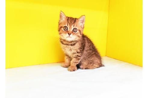 成約済の東京都のミヌエット-11670の2枚目