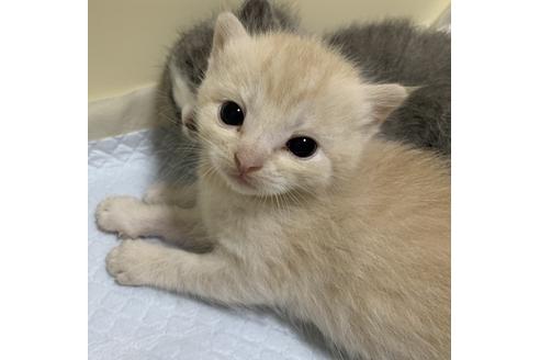 成約済の埼玉県のスコティッシュフォールド-11502の23枚目