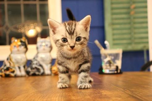 成約済の大阪府のアメリカンショートヘア-11682の1枚目