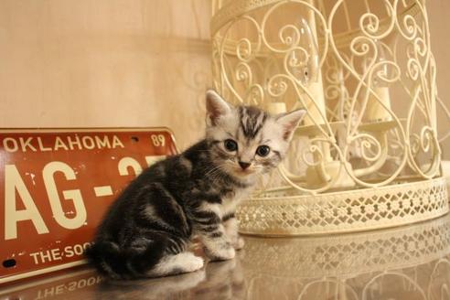 成約済の大阪府のアメリカンショートヘア-11682の5枚目