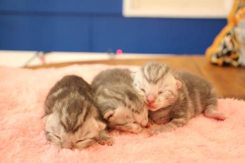 成約済の大阪府のアメリカンショートヘア-11682の3枚目