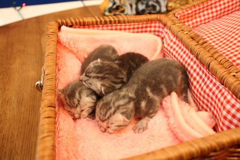 成約済の大阪府のアメリカンショートヘア-11682の2枚目