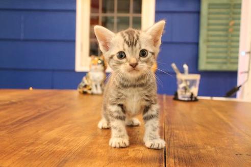 成約済の大阪府のアメリカンショートヘア-11683の1枚目