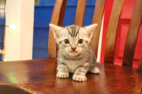 成約済の大阪府のアメリカンショートヘア-11683の4枚目