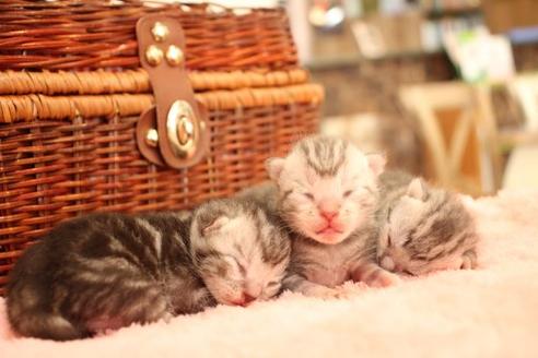 成約済の大阪府のアメリカンショートヘア-11683の3枚目