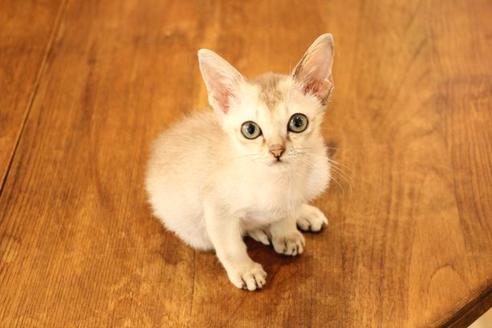 成約済の大阪府のシンガプーラ-11180の4枚目