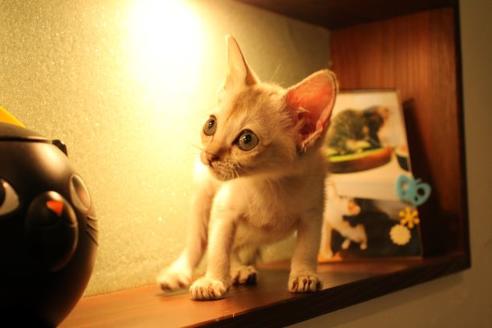 成約済の大阪府のシンガプーラ-11180の3枚目