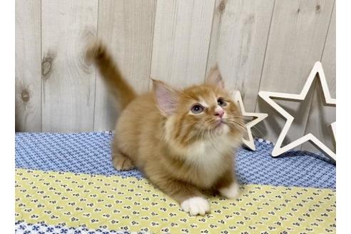 成約済の大阪府のノルウェージャンフォレストキャット-11699の4枚目