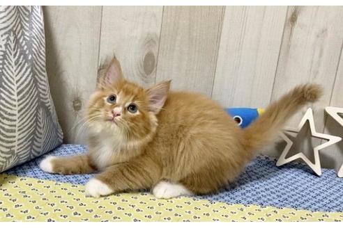 成約済の大阪府のノルウェージャンフォレストキャット-11699の3枚目