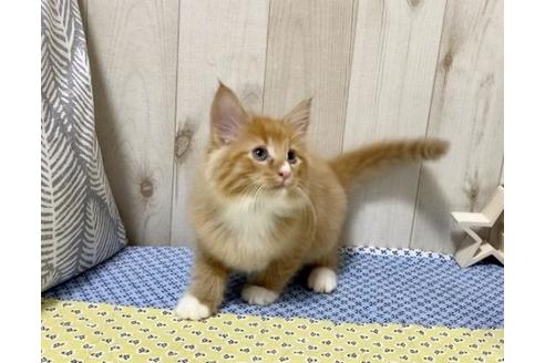 成約済の大阪府のノルウェージャンフォレストキャット-11699の2枚目