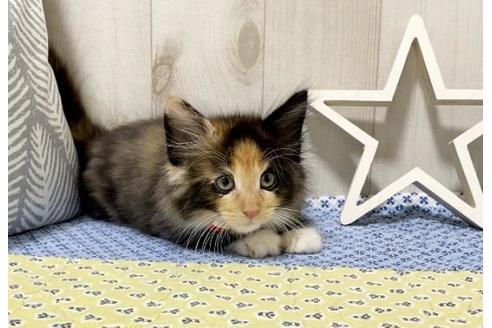 成約済の大阪府のノルウェージャンフォレストキャット-11700の3枚目