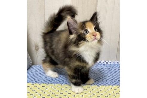 成約済の大阪府のノルウェージャンフォレストキャット-11700の2枚目