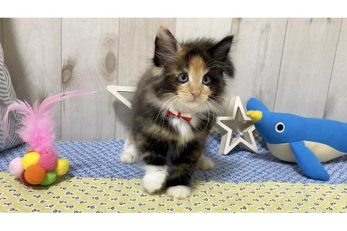 成約済の大阪府のノルウェージャンフォレストキャット-11700の1枚目