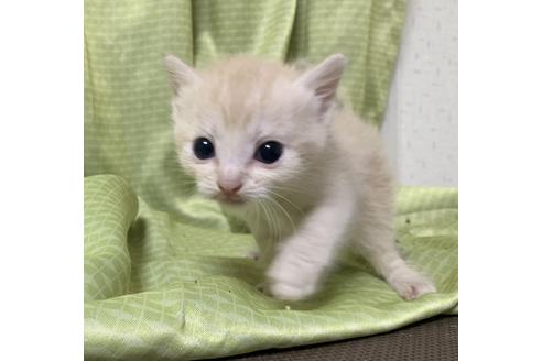 成約済の埼玉県のスコティッシュフォールド-11502の17枚目