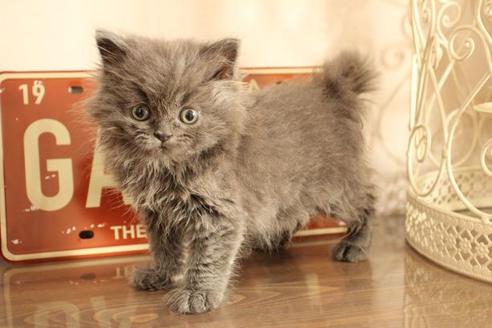 成約済の大阪府のブリティッシュショートヘア-11554