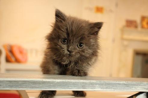 成約済の大阪府のブリティッシュショートヘア-11554の3枚目