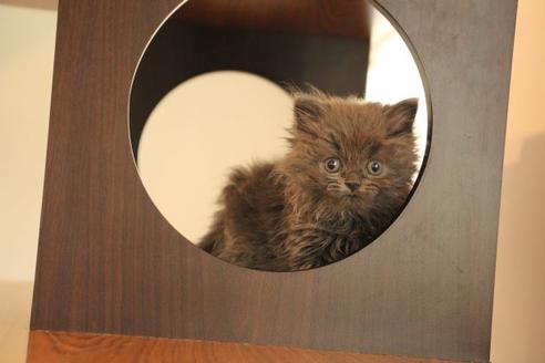 成約済の大阪府のブリティッシュショートヘア-11554の2枚目