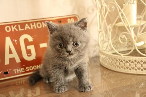 成約済の大阪府のブリティッシュショートヘア-11557