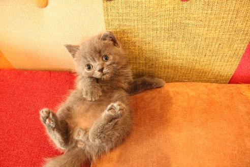 成約済の大阪府のブリティッシュショートヘア-11557の3枚目