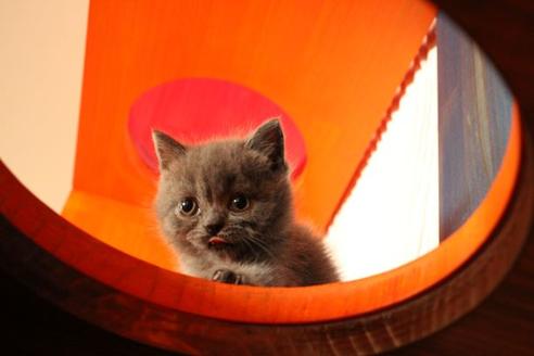 成約済の大阪府のブリティッシュショートヘア-11557の2枚目