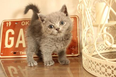 成約済の大阪府のブリティッシュショートヘア-11555