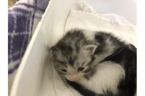 成約済の愛知県のメインクーン-11644の2枚目