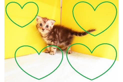 成約済の東京都のスコティッシュフォールド-11743の1枚目