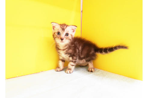 成約済の東京都のスコティッシュフォールド-11743の2枚目