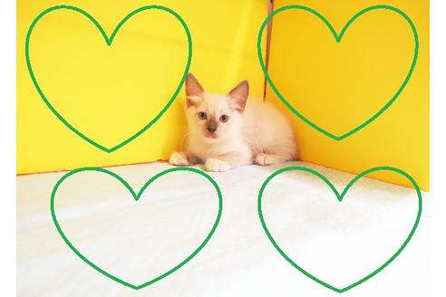 成約済の東京都のラグドール-11746の1枚目