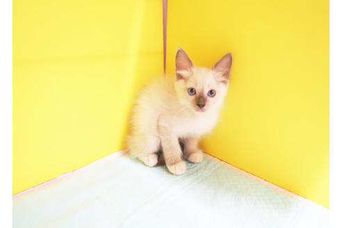 成約済の東京都のラグドール-11746の2枚目