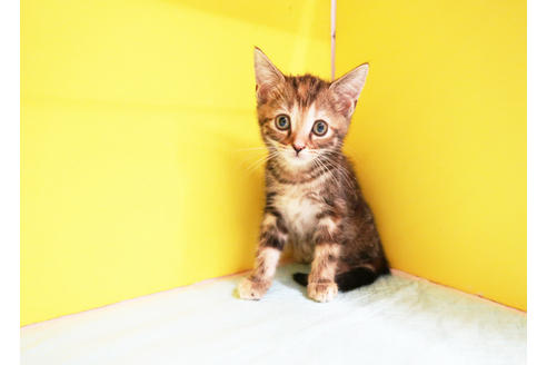 成約済の東京都のアメリカンショートヘア-11750の2枚目