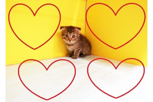 成約済の東京都のマンチカン-11788の2枚目